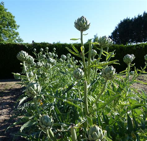 Cronat Artichauts Et Coccinelles Le Bonheur Est Dans Le Jardin