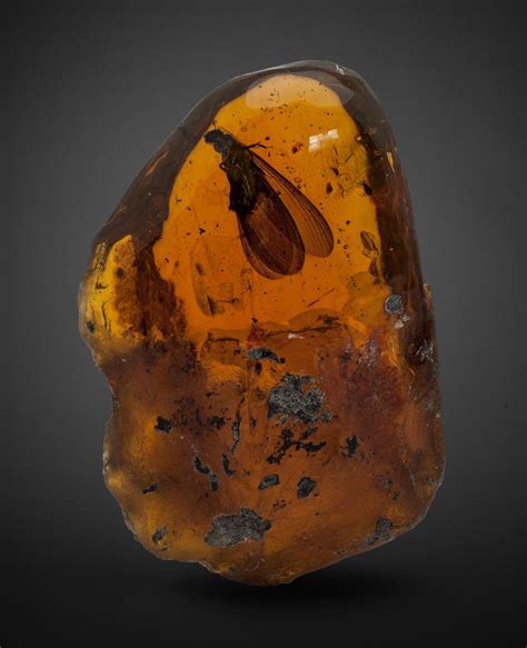 Termite in Amber - Hymenaea protera - Oligocene - Dominican Republic