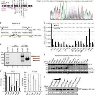 Identification Of An Alternatively Spliced CTCF S Isoform In The Human