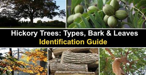 Hickory Tree Bark Types - Tree Clipart Free