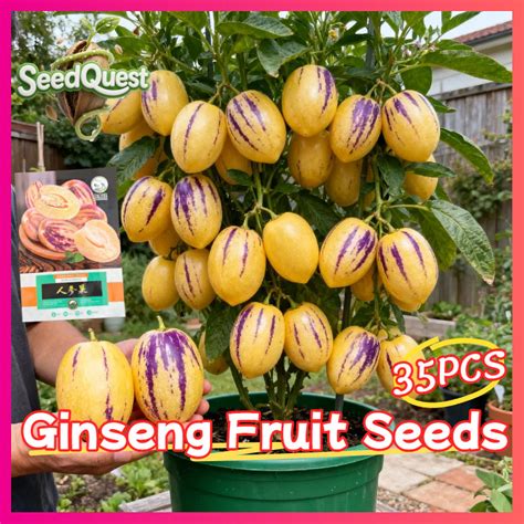 pcs sweet pepino melon ginseng fruit seeds bonsai potted dwarf fruit