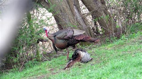 Awesome Turkey Hunt With A Bow Code Red Outdoors Morning Bow Hunt For