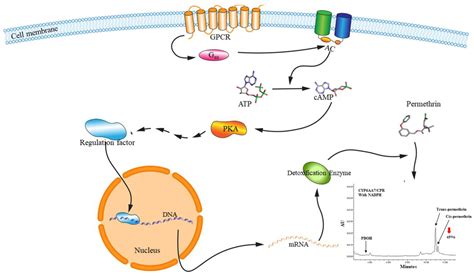 Ijms Free Full Text G Protein Coupled Receptors Gpcrs Signaling