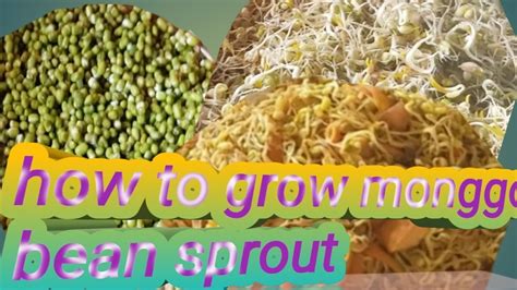 HOW TO GROW SPROUT "mongo" COOK AND EAT ALA NUR FOR THE FIRST TIME ...