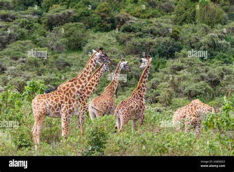 Ngorongoro Krater Pflanzen Stockfotos Und Bilder Kaufen Alamy