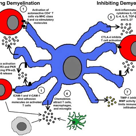 The Dual Role Of Astrocytes In Remyelination Download Scientific Diagram