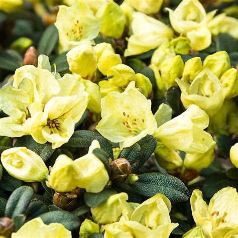 Zwerg Rhododendron Lilly Sun online kaufen bei Gärtner Pötschke