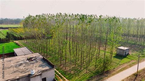 Vidéo Stock Orbit Reveal Shot Of A Grid Of Poplar Tree Farm In Multi