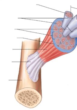 Diagram Of Connective Tissue Surrounding Skeletal Muscle Diagram Quizlet