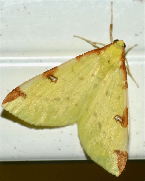 Brimstone Moth Opisthograptis Luteolata Urou Et Crennes Flickr