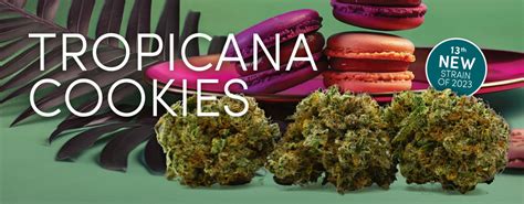 Tropicana Cookies Weed Strain - Noa Botanicals