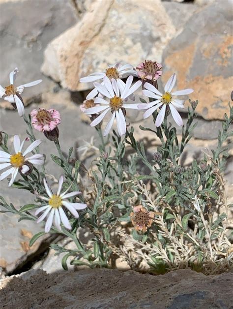 Chaetopappa Ericoides Calflora