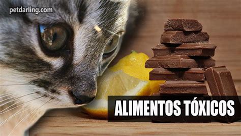 12 Alimentos TÓXICOS para gatos protege su salud