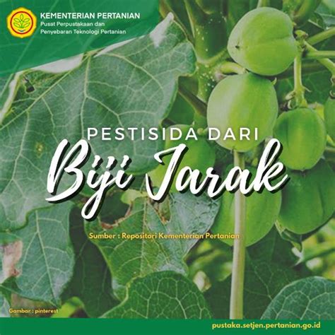 Pohon Jarak Klasifikasi Ciri Ciri Dan Manfaat Jarak Off