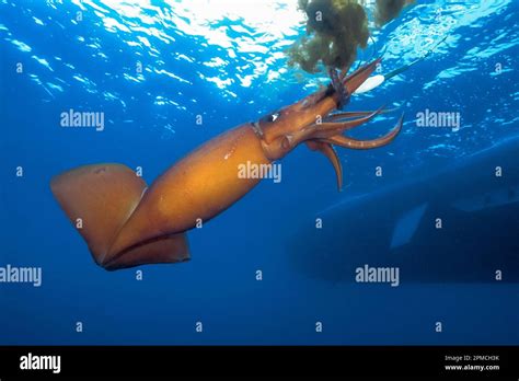 Humboldt Squid Jumbo Squid Dosidicus Gigas Hooked On Squid Jig