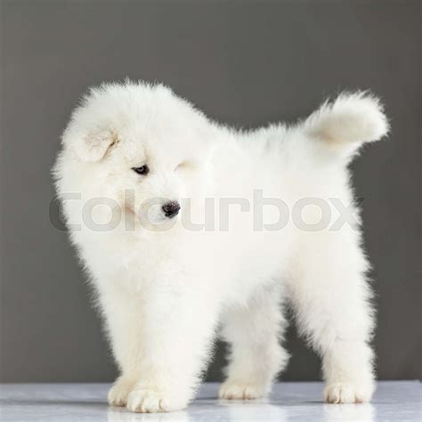 Samoyed Puppy Dog Stock Image Colourbox