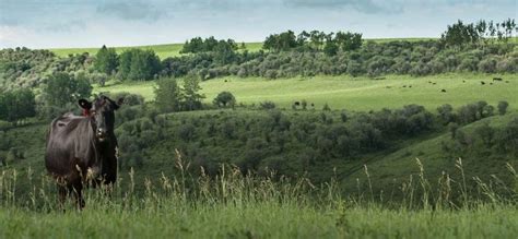 19000 Acre Cattle Ranch Donated To U Of C 660 News