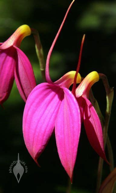 AboutOrchids » Blog Archive » Mother’s Day Orchids