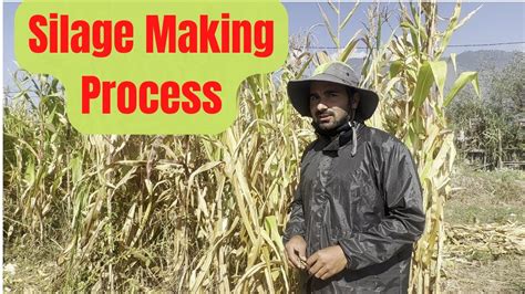 Silage Making Process How To Make Silage For Cows Goats Cattle