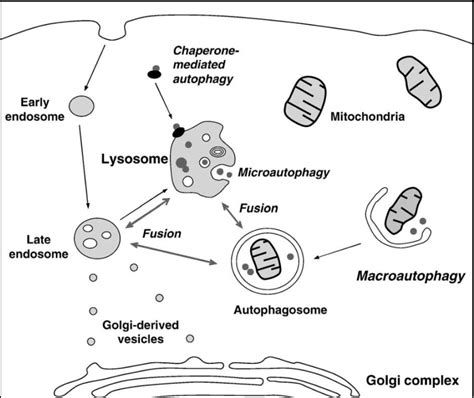 Figure 1 From A Study On The Autophagy Receptor P 62 SQSTM 1 Impact