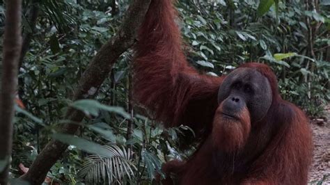 Gunung Leuser National Park Thomas Jungle Tours