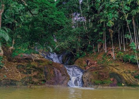 Eksplorasi Keindahan Alam Di Kebun Raya Unmul Destinasi Wisata