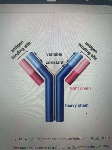 Immunology Flashcards Quizlet