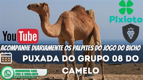 Puxada Do Camelo Grupo Jogo Do Bicho Youtube