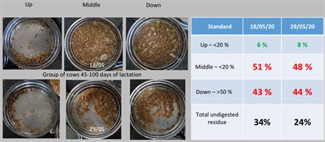 Yeavita R To Increase Milk Yield In Belarus Animal Nutrition Angelyeast