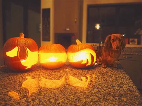 20 Cool Dog Pumpkin Carving Designs Free Pumpkin Stencils