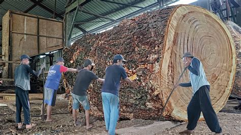 The Big Size Kayu Trembesi Milik Artis Thailand Senilai Jt