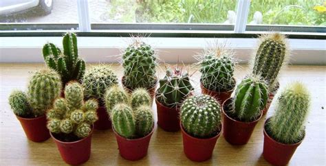 Cómo reproducir cactus y multiplicar tus plantas y flores