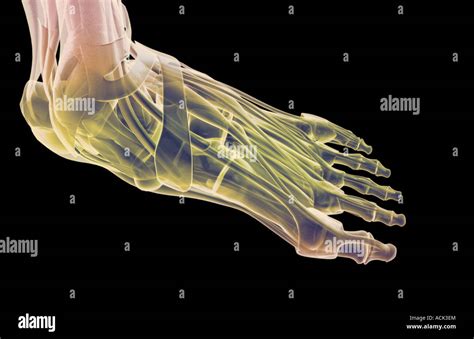 Vista Dorsale Del Piede Immagini E Fotografie Stock Ad Alta Risoluzione