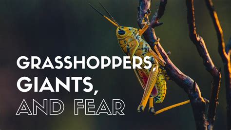 Grasshoppers Giants And Fear Youtube