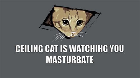 Funny Cat Memes Wallpapers - Top Free Funny Cat Memes Backgrounds ...