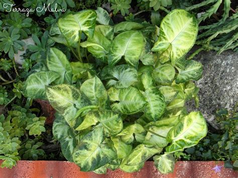 Singonio Syngonium Podophyllum Plantas