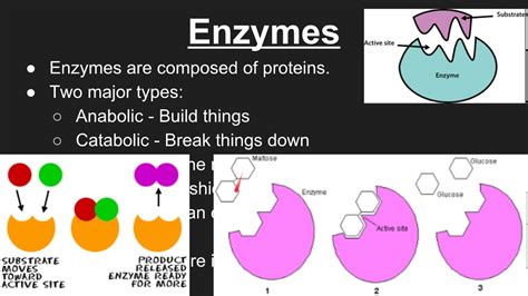 Enzymes YouTube