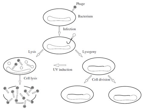 Lytic and lysogenic developmental pathways in bacteriophage λ