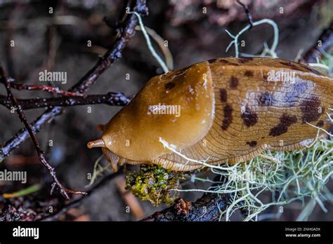 Pacific Banana Slug Ariolimax Columbianus Feeding On Lichen In The