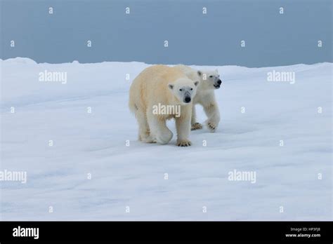 M Re Ours Polaire Ursus Maritimus Marcher Avec Un Ourson Sur Une