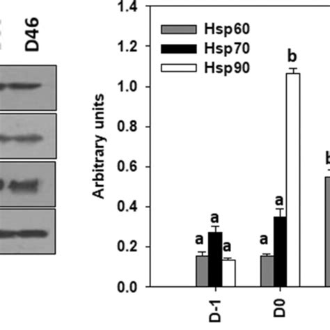 Hsp60 Hsp70 And Hsp90 Levels Mean ± Std In Different Developmental