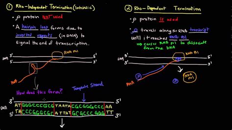 Transcription Initiation In Prokaryotes