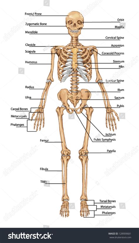 Human Skeleton Anterior View Didactic Board Vector de stoc (royalty ...