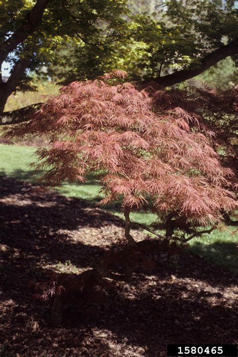 Japanese Maple Acer Palmatum