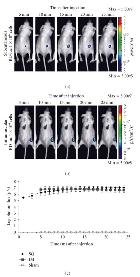 Luciferin Uptake And Signal Stabilization Bioluminescence Imaging Was