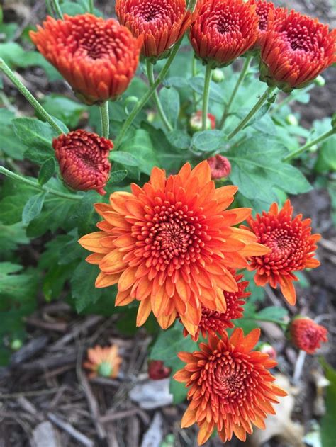 Garden Mum Chrysanthemum X Morifolium Blazing Orange Garden Org