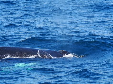 Blowhole Humpback Whales Megaptera Novaeangliae In Wit Flickr