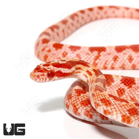 Baby Amel Cornsnake For Snake Underground Reptiles