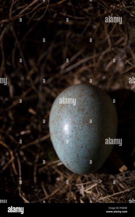 Blackbird Egg Hi Res Stock Photography And Images Alamy