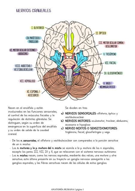 NERVIOS CRANEALES L S UDocz